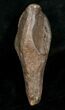 Giant Fossil Sperm Whale Tooth #5010-2